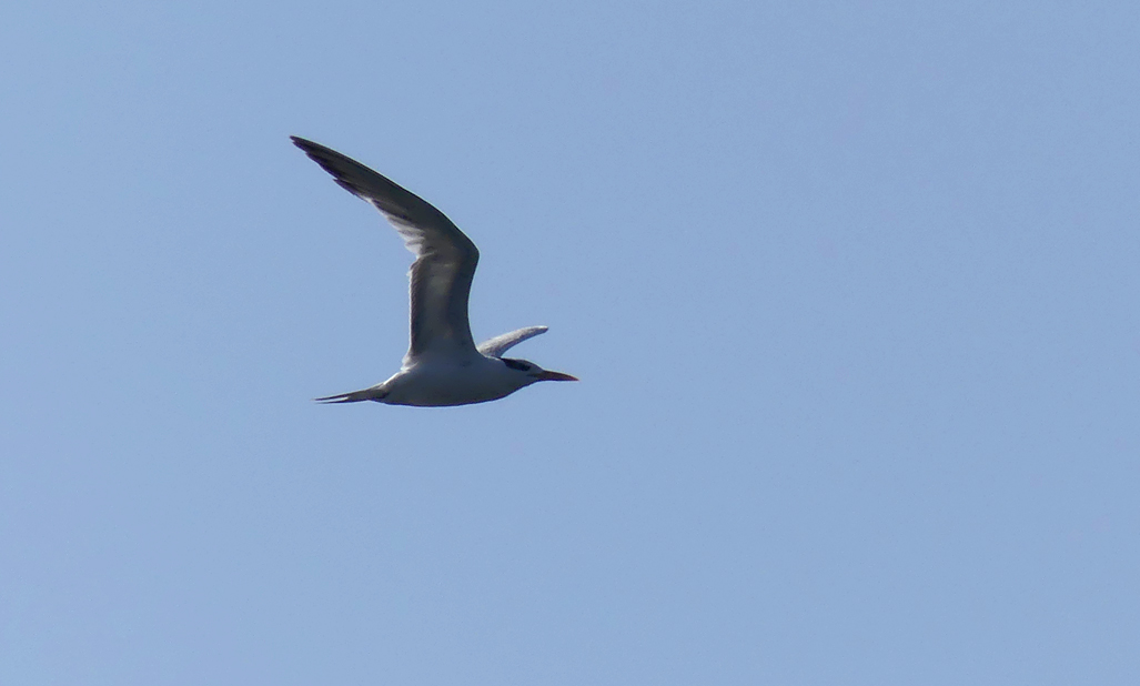 Royal Tern - Baie des Pecqueries, 10 May 17