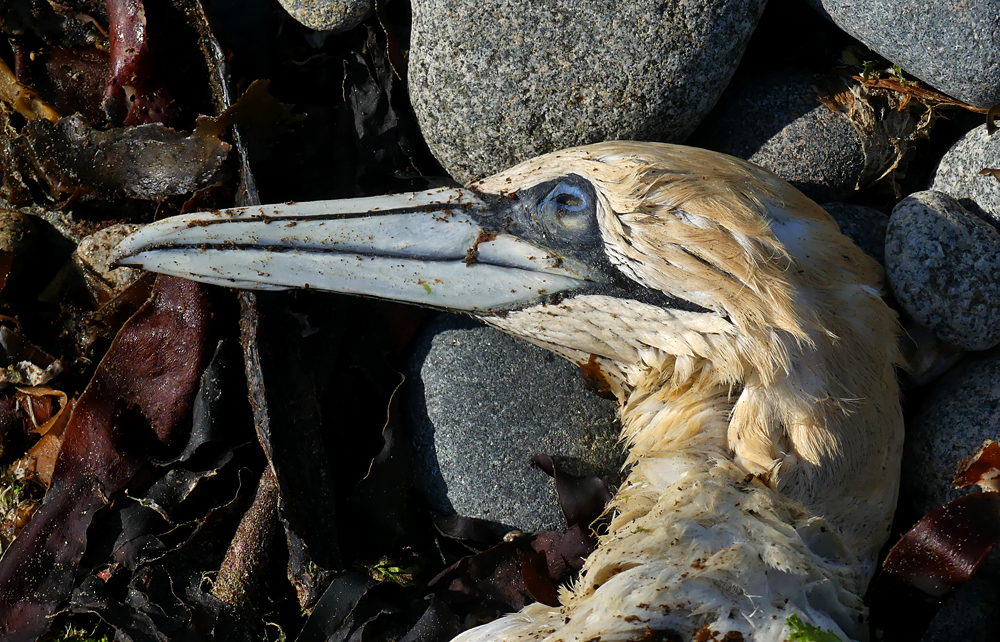Gannet (deceased) - Baie des Pecqueries, 10 May 17