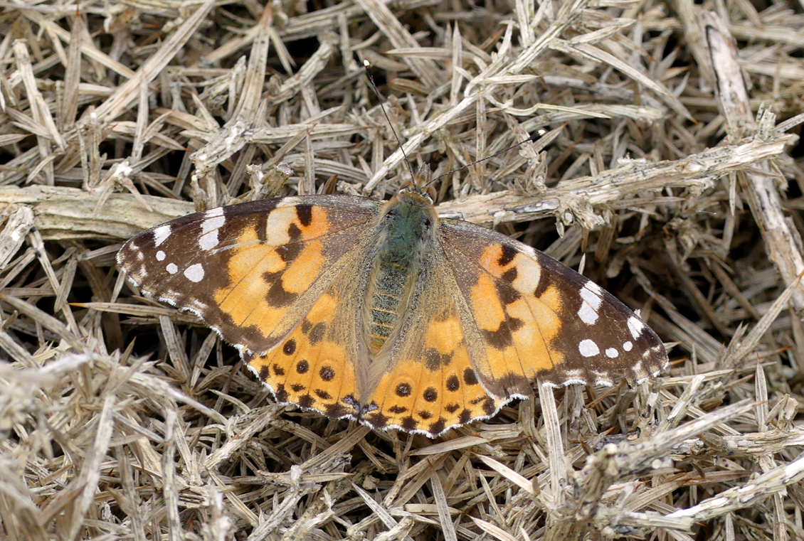 Painted Lady - Chouet, 11 May 17