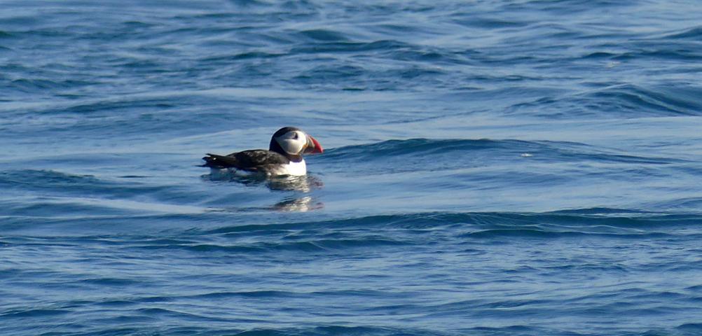 Puffin - Jethou, 1 Jun 17