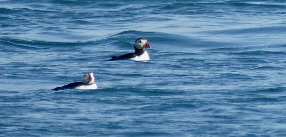 Puffin - Jethou, 1 Jun 17