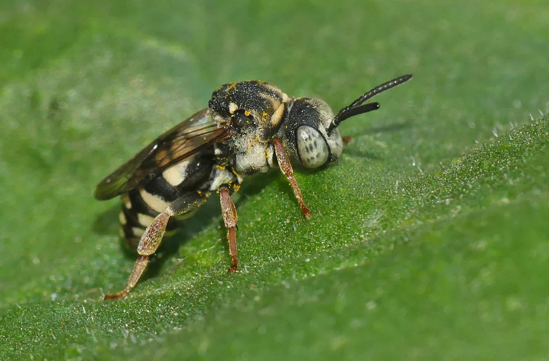 Black-thighed Epeolus Bee (Epeolus variegatus) - Ronez Nature Trail, 20 Jun 17