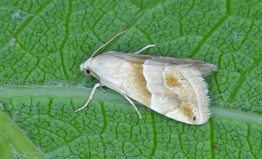 Small Marbled - garden, 7 Jul 17