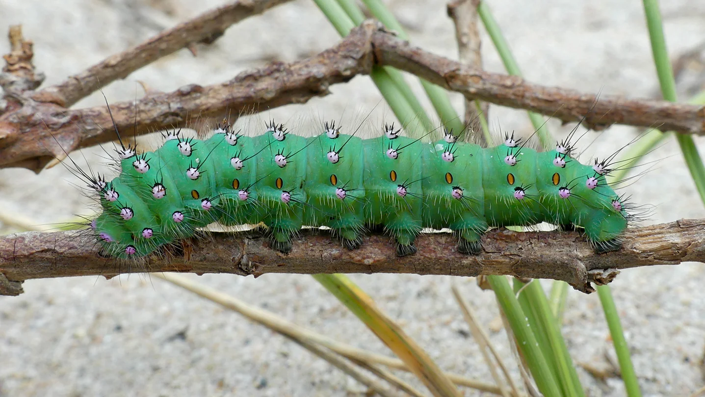 Emperor Moth larva - Grandes Rocques, 21 Jul 17