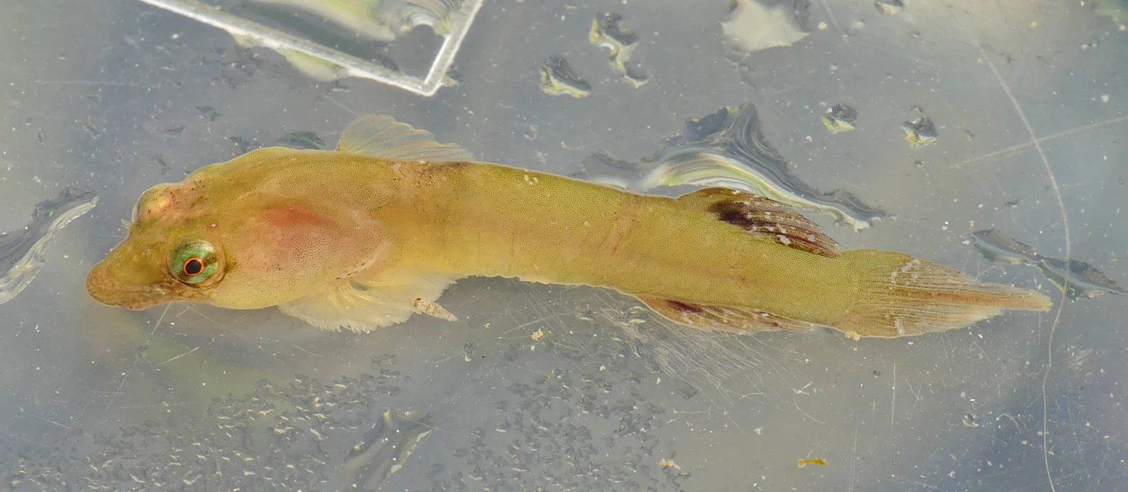 Small-headed Clingfish - Lihou Causeway, 8 Aug 17.jpg