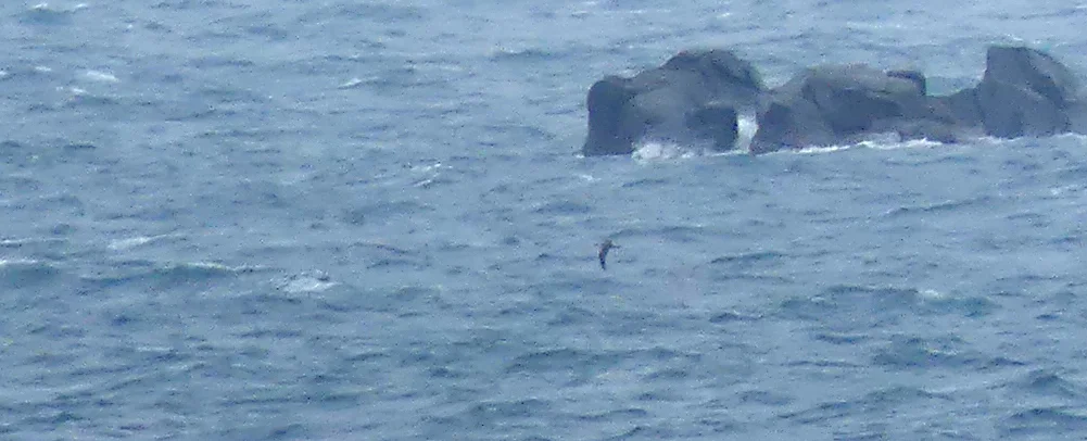 Great Shearwater - Chouet, 26 Jul 17