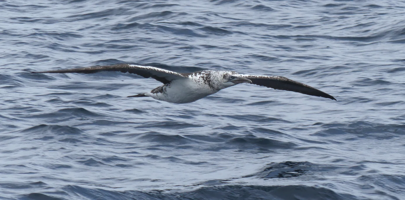 Gannet - pelagic, 14 Aug 17