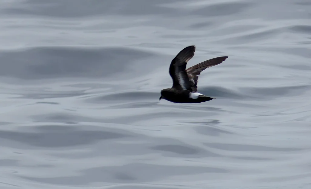 Storm Petrel - pelagic, 14 Aug 17