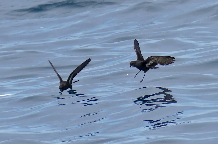 Storm Petrels - pelagic, 14 Aug 17
