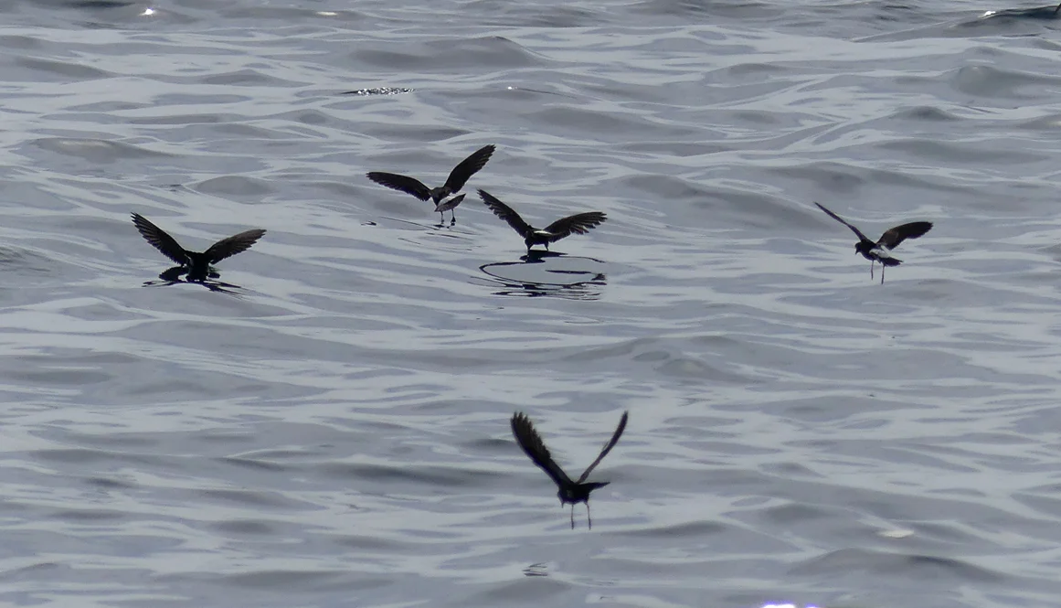 Storm Petrels - pelagic, 14 Aug 17