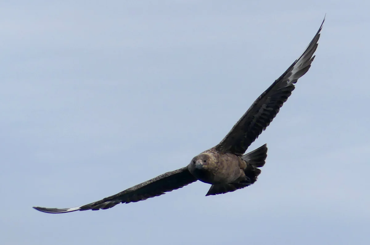 Bonxie - pelagic, 14 Aug 17