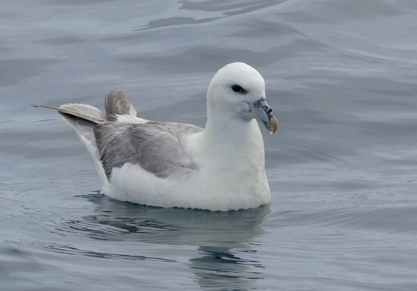 Fulmar - pelagic, 14 Aug 17