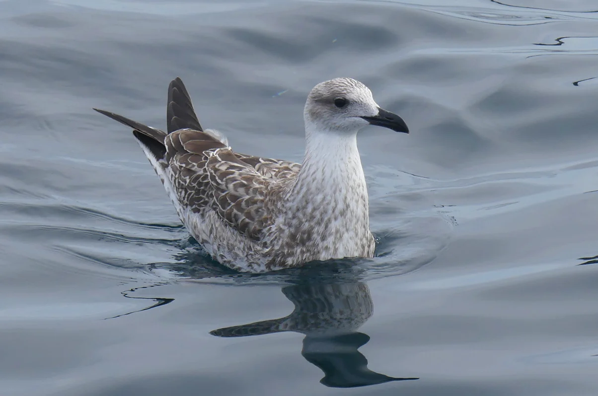 Yellow-legged Gull - pelagic, 14 Aug 17