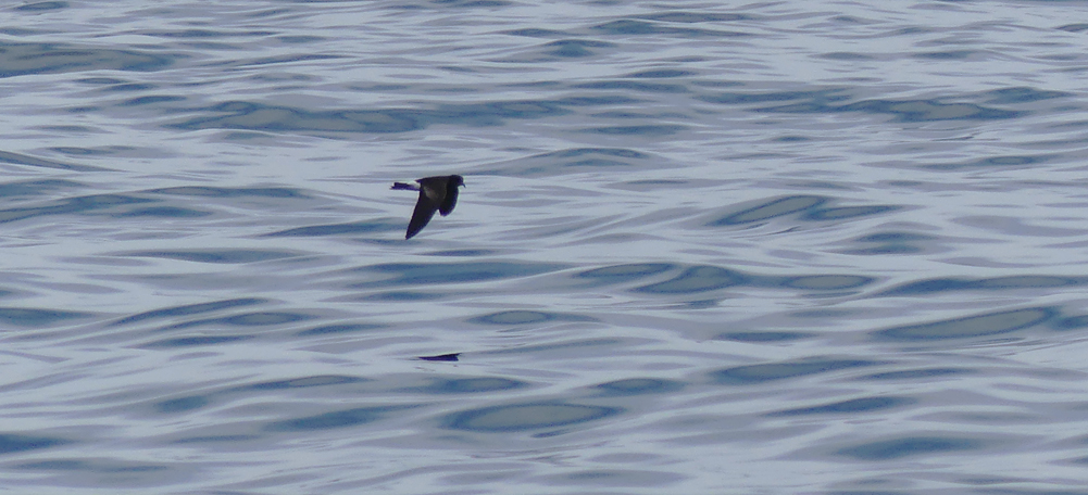 Wilsons Petrel - Hurd Deep, pelagic, 14 Aug 17 - this photo shows the upper wing bar rather well