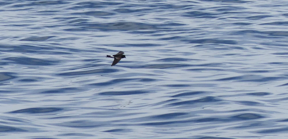 Wilsons Petrel - Hurd Deep, pelagic, 14 Aug 17