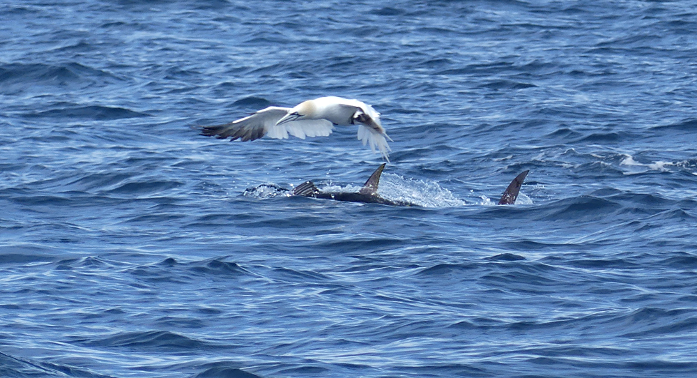 Bluefin Tuna - pelagic, 14 Aug 17