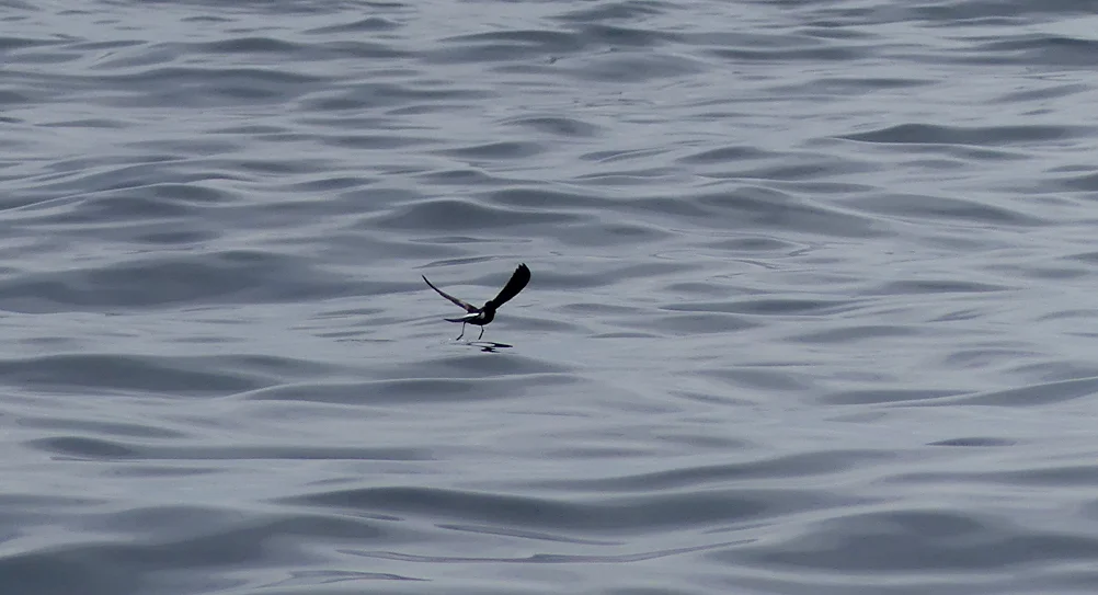 Wilson's Petrel dancing on the water surface