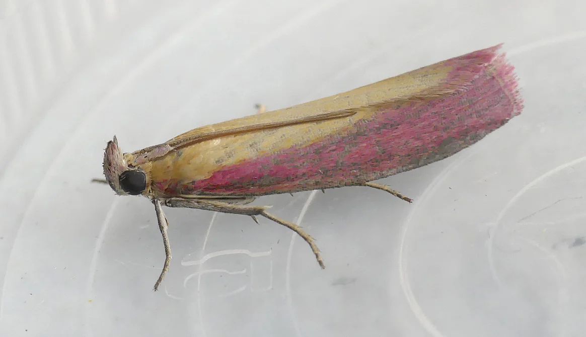 Oncocera semirubella - garden, 27 Aug 17 