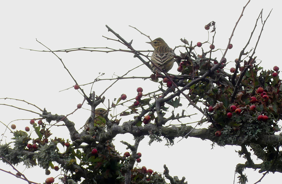 Tree Pipits - Les Tielles, 22 Aug 17.jpg