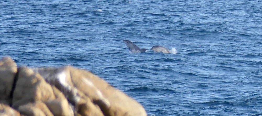 Bottle-nose Dolphins - Jaonneuse, 31 Aug 17