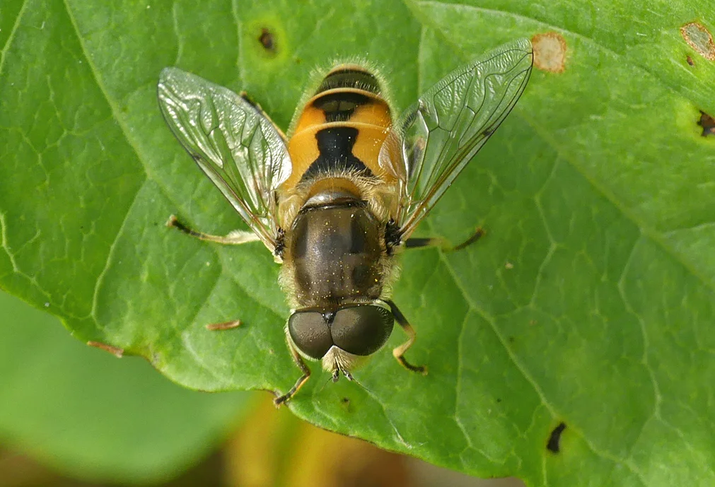  Eristalis arbustorum- Grand Pre, 23 Aug 17