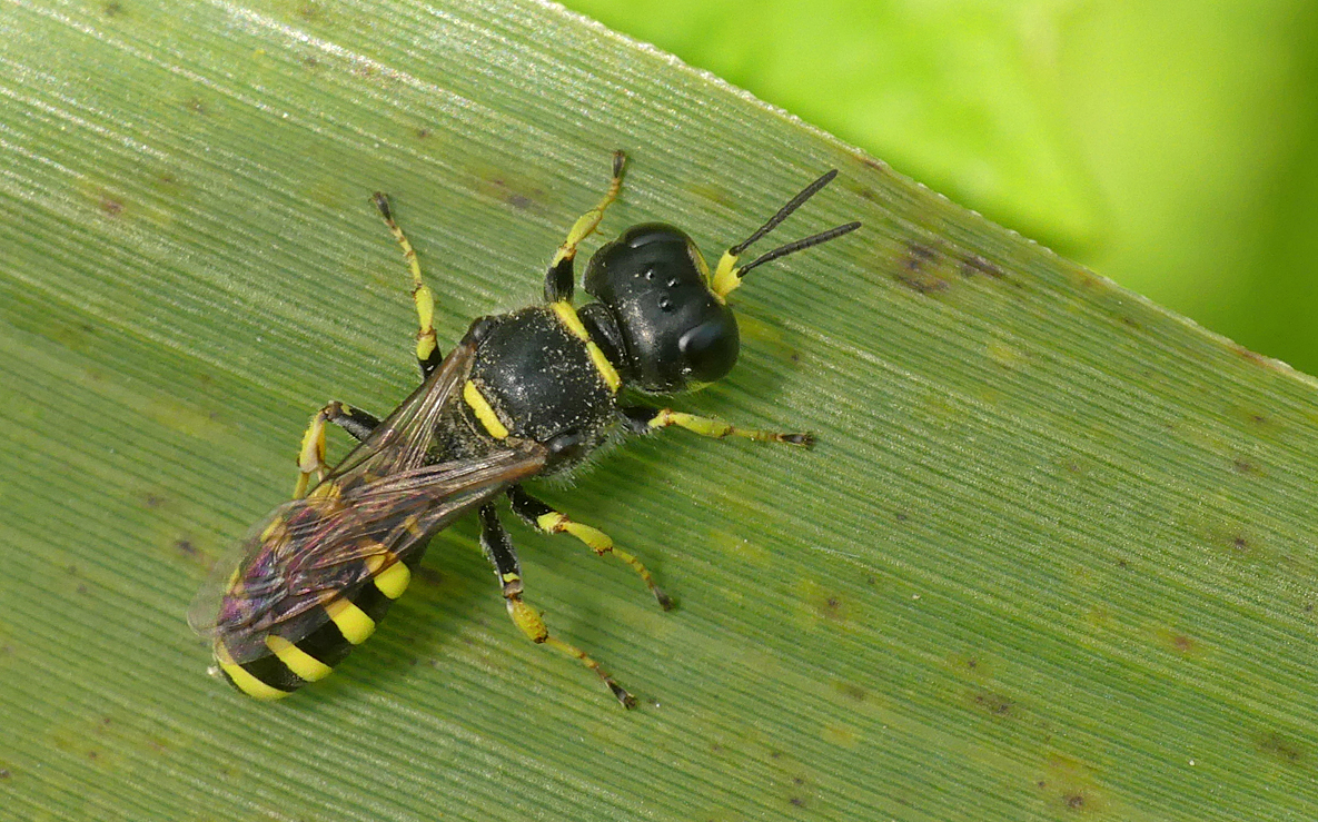 Wasp (Ectemnius sp.) - Grand Pre, 23 Aug 17