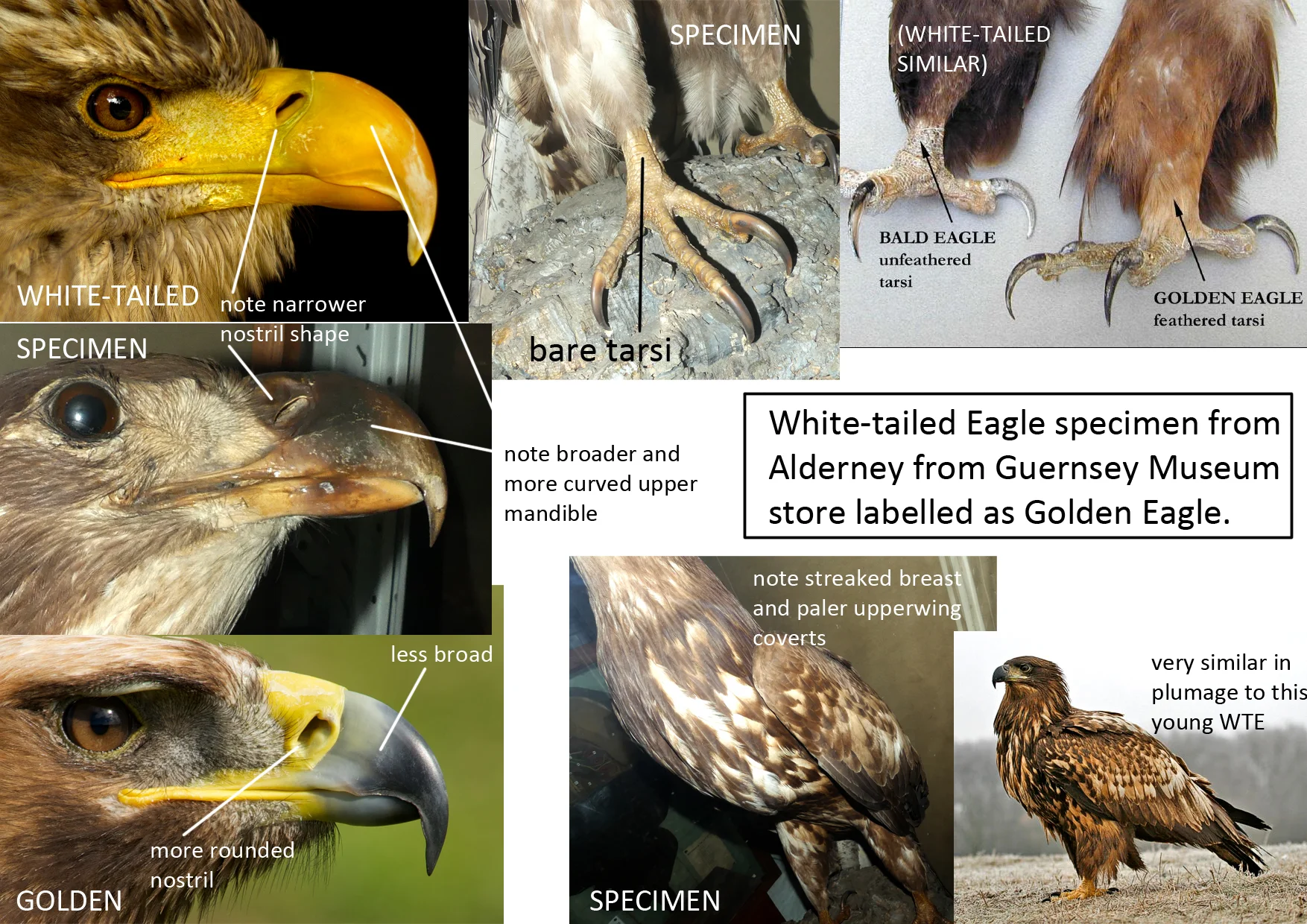 The key features as to why the bird was White-tailed rather than Golden.