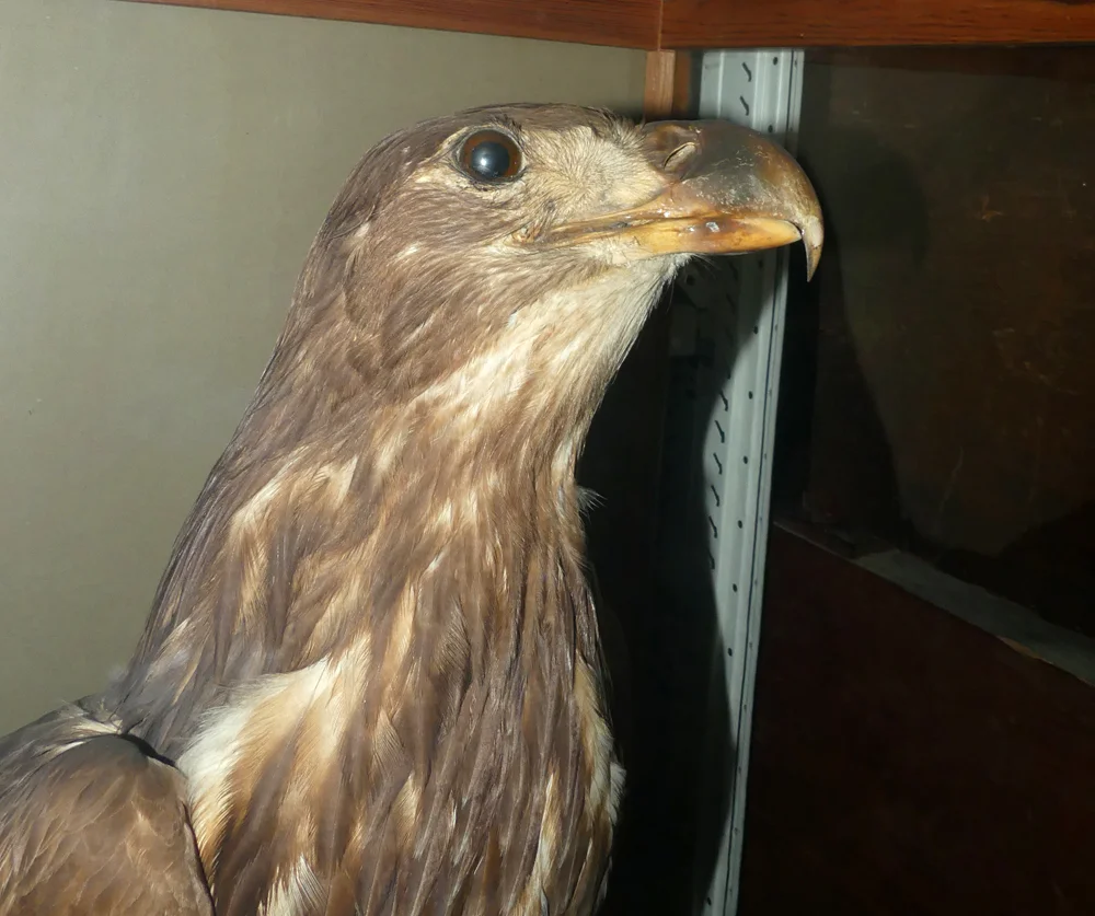 White-tailed Eagle specimen from Alderney, Guernsey Museum stores.