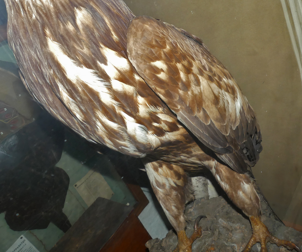 White-tailed Eagle specimen from Alderney, Guernsey Museum stores.