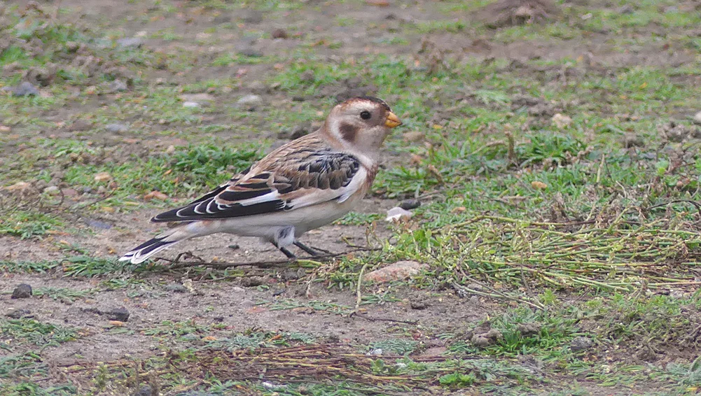 Snow Bunting - Fort Hommet, 9 Oct 17