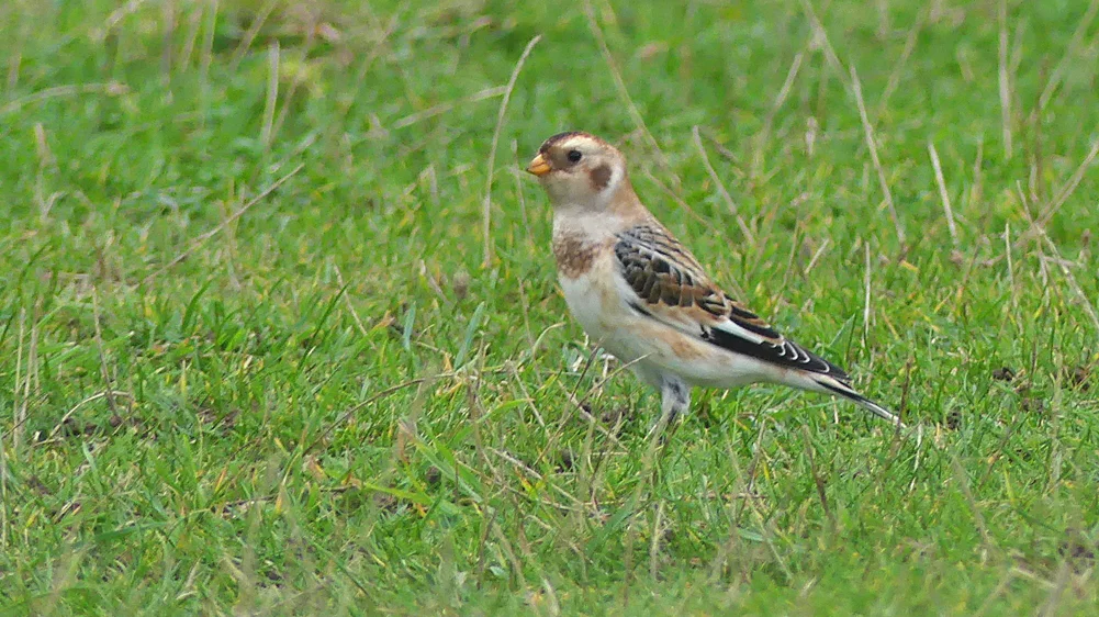 Snow Bunting - Fort Hommet, 9 Oct 17
