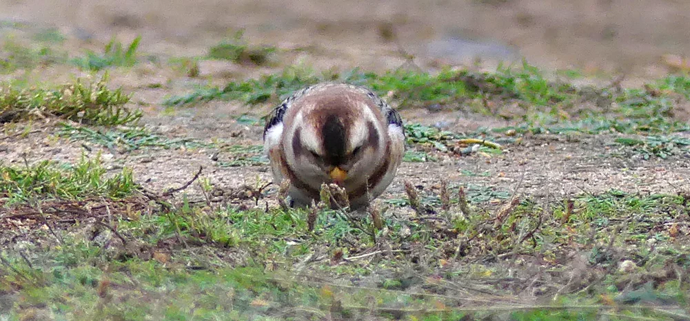Snow Bunting - Fort Hommet, 9 Oct 17