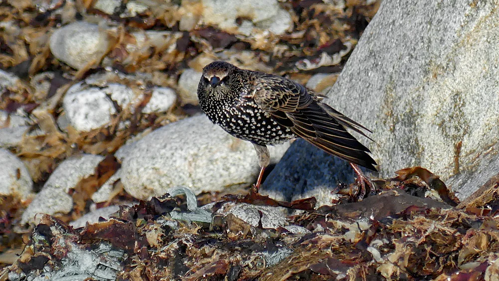 Starling - Pulias, 13 Oct 17