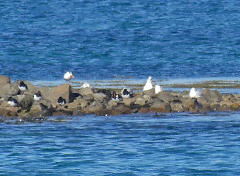 Royal Tern - Herm, 14 Oct 17