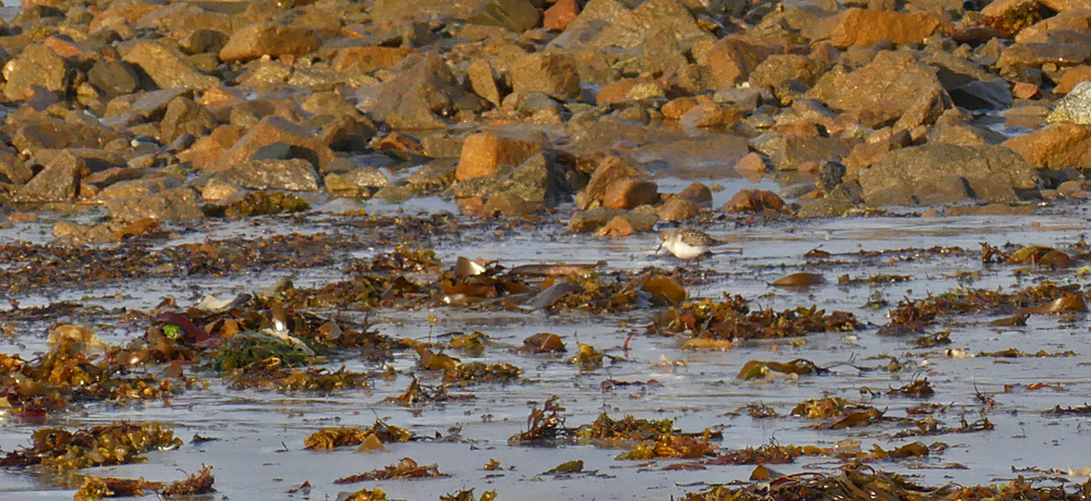 Little Stint - Vazon, 18 Sep 17
