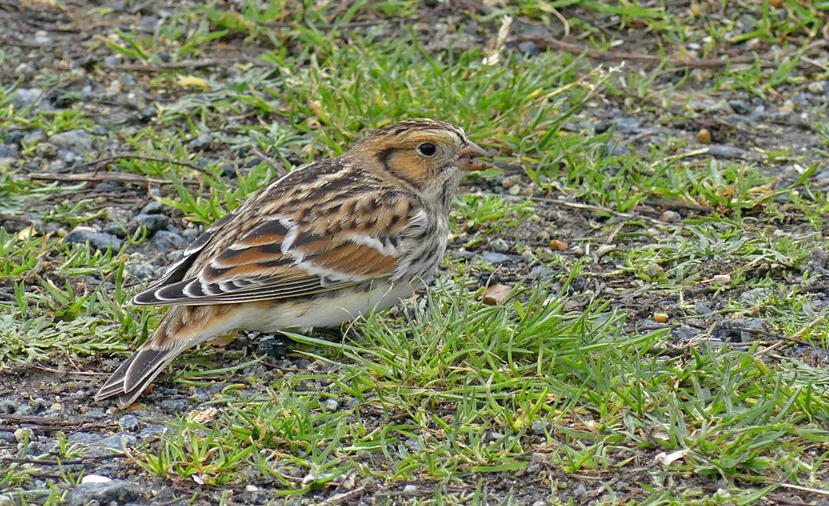 Lapland Bunting - Fort Le Crocq, 7 Nov 17