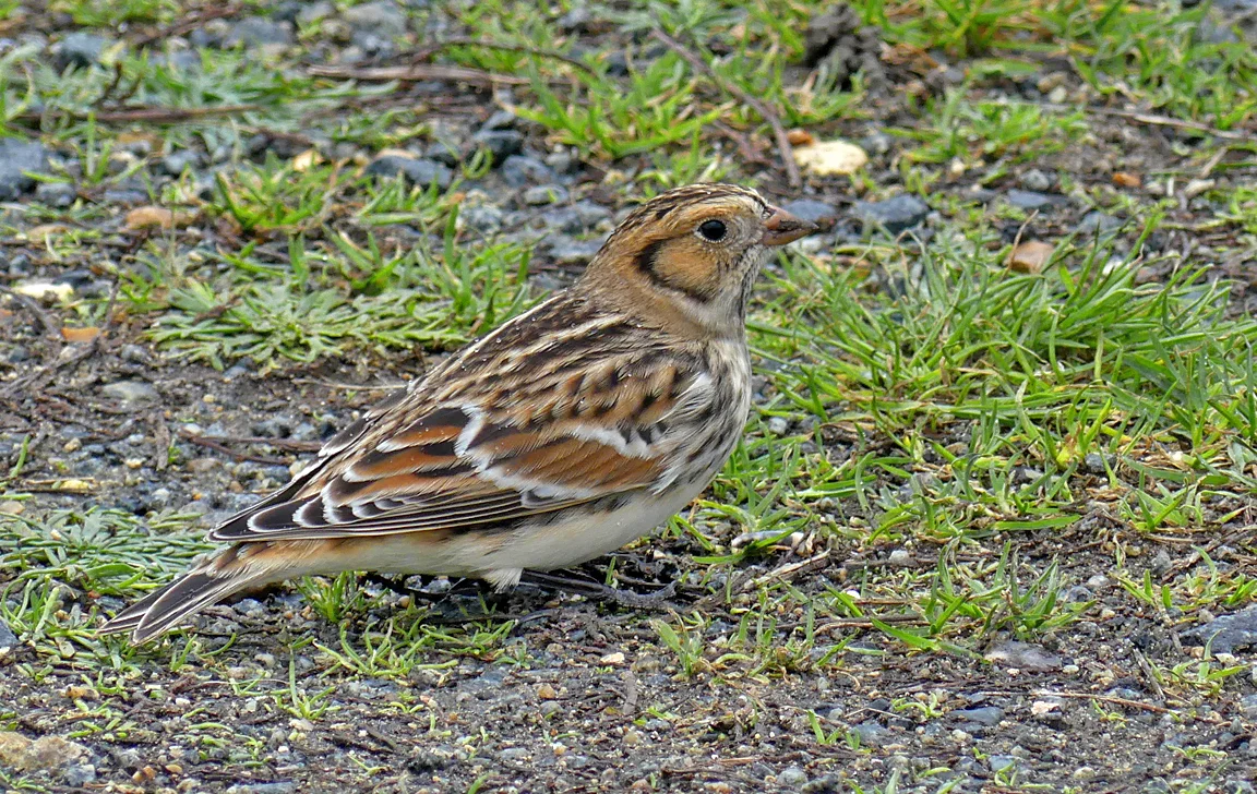 Lapland Bunting - Fort Le Crocq, 7 Nov 17