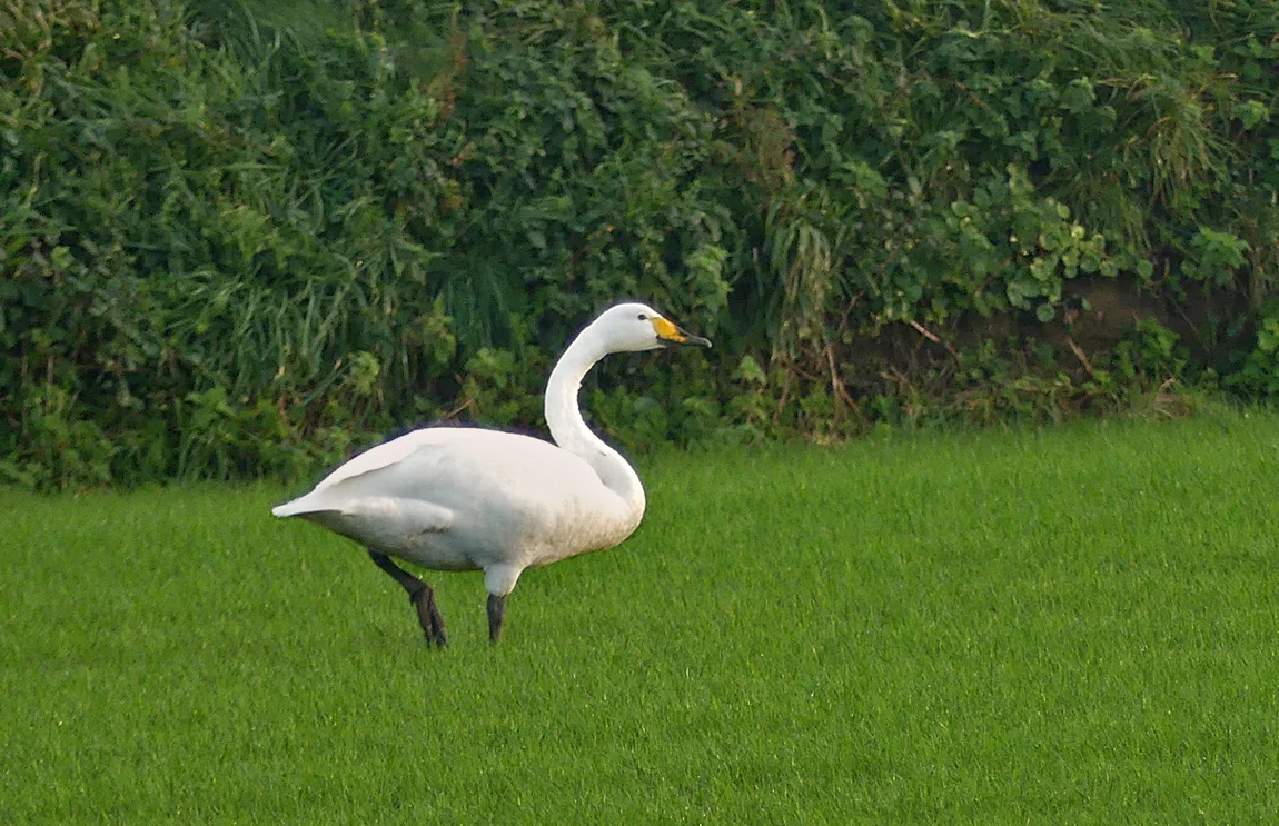 Whooper Swan - Rue des Hougues, Castel, 24 Nov 17