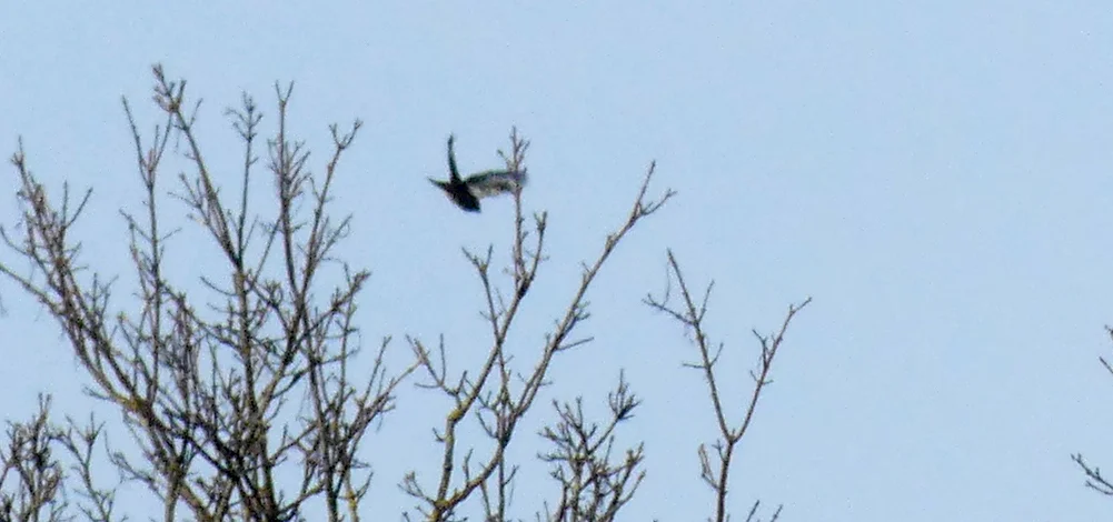 Hawfinch - Foulon, 18 Nov 17