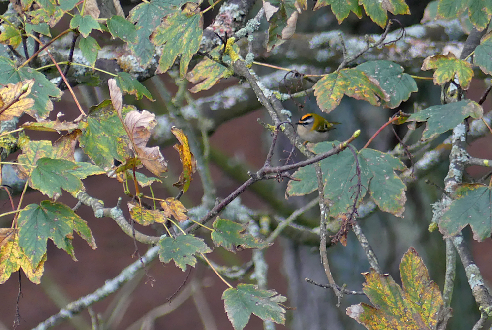 Firecrest - Le Guet, 2 Nov 17