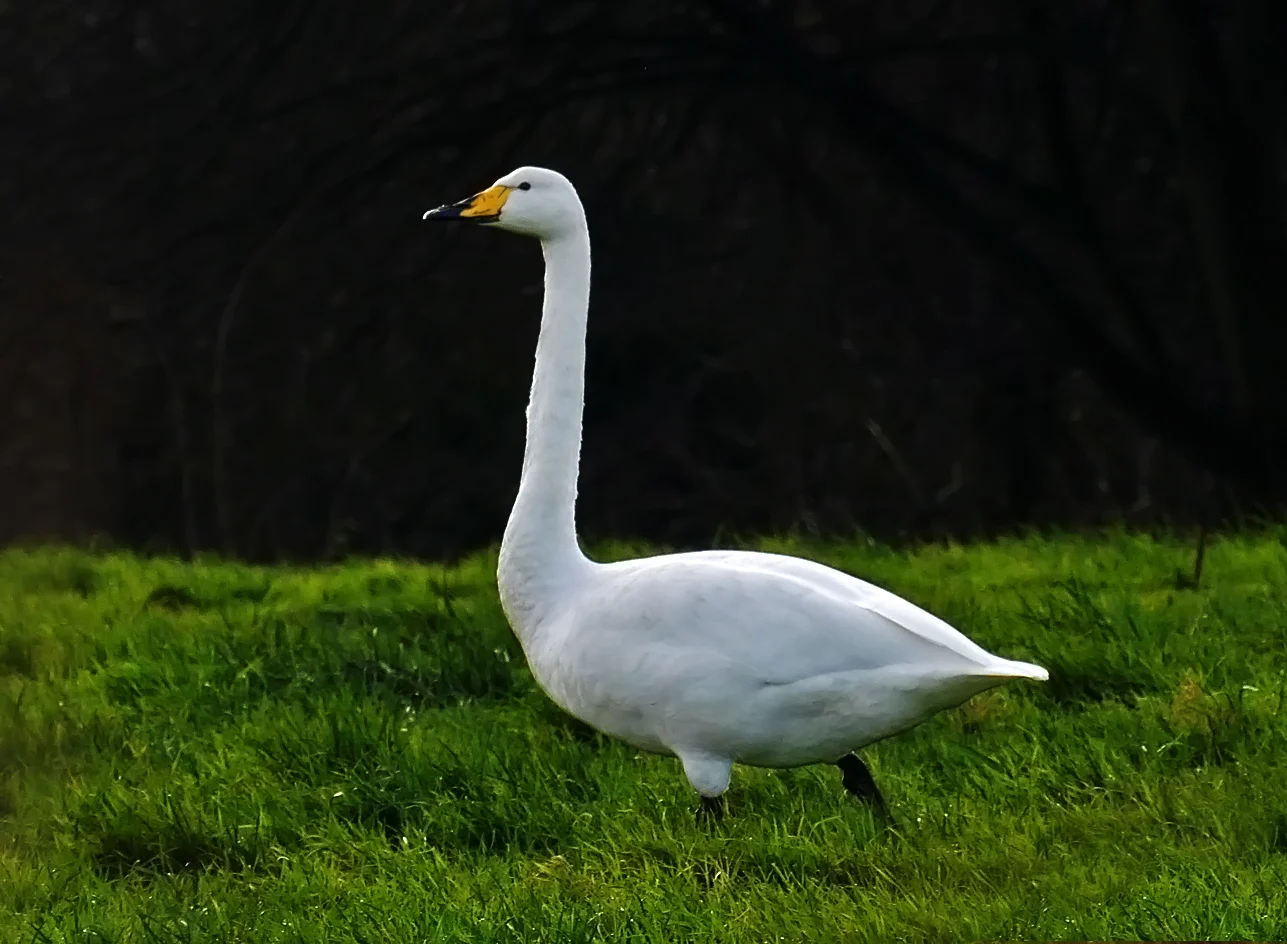 Whooper Swan - Rue a Fresnes, Castel, 19 Dec 17