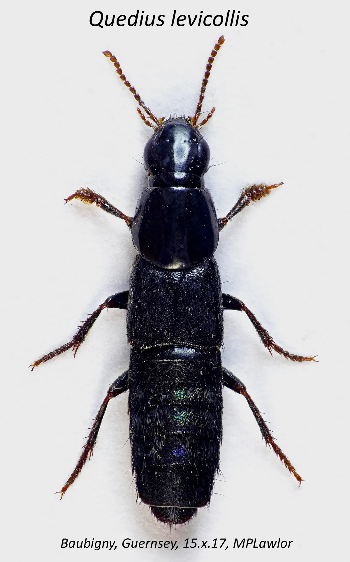 Quedius levicollis STE 15Oct17b.jpg