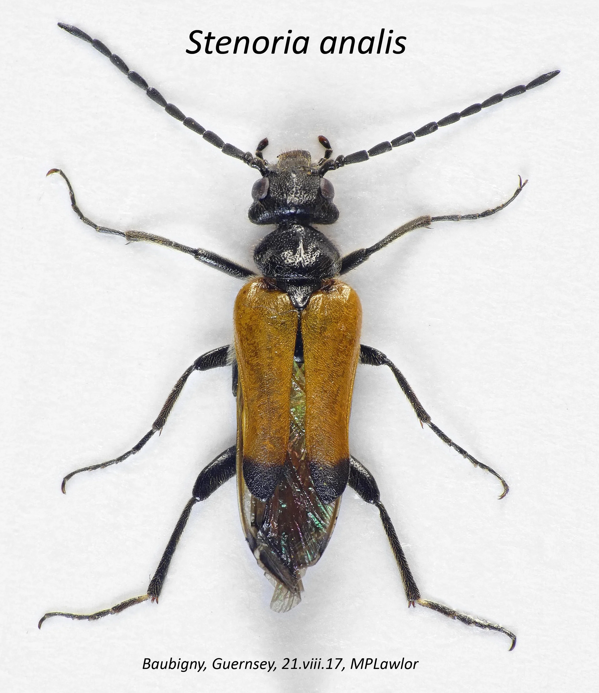Stenoria analis STE 21Aug17.jpg