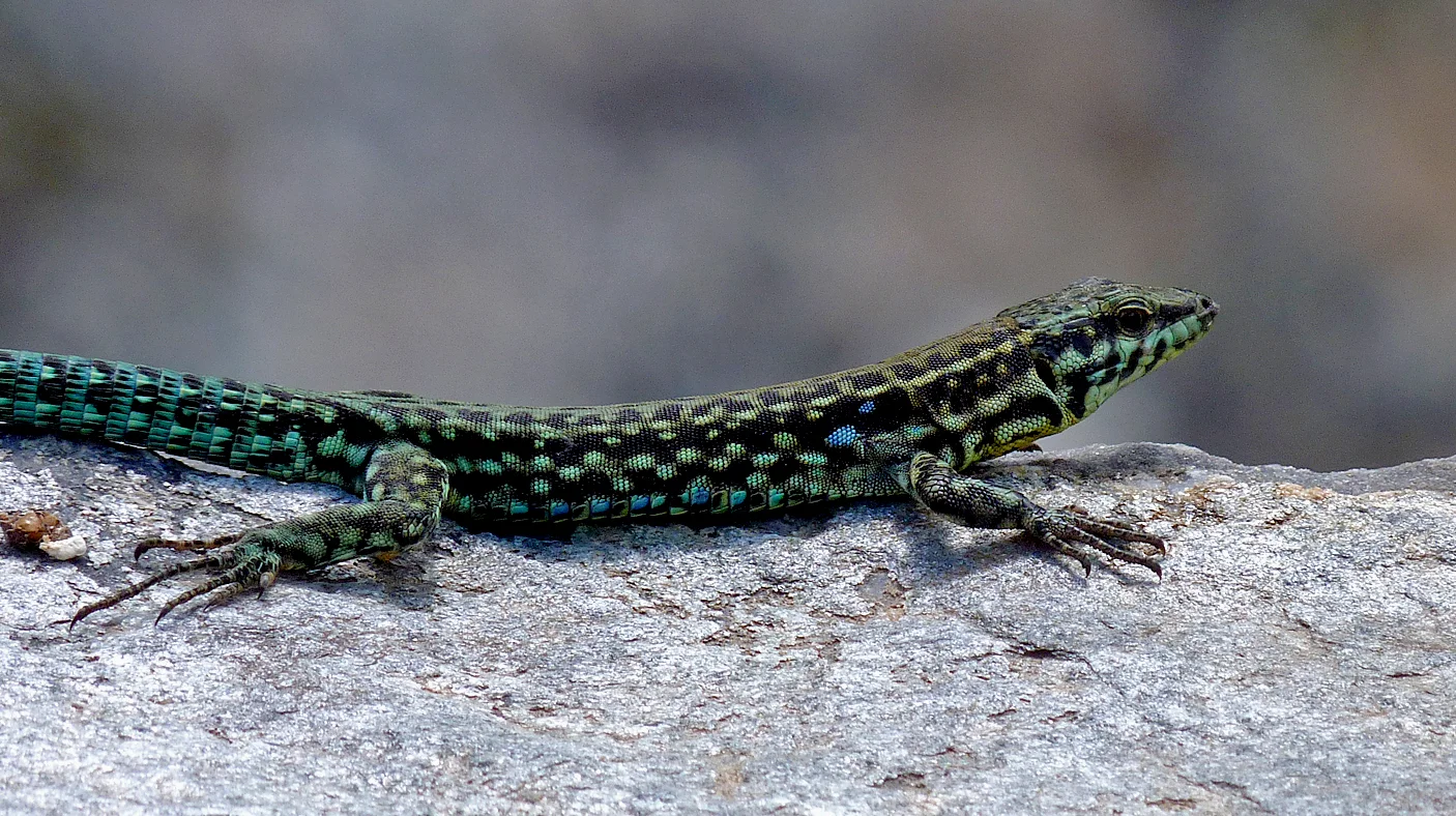 Tyrrhenian Wall Lizard Restonica.jpg