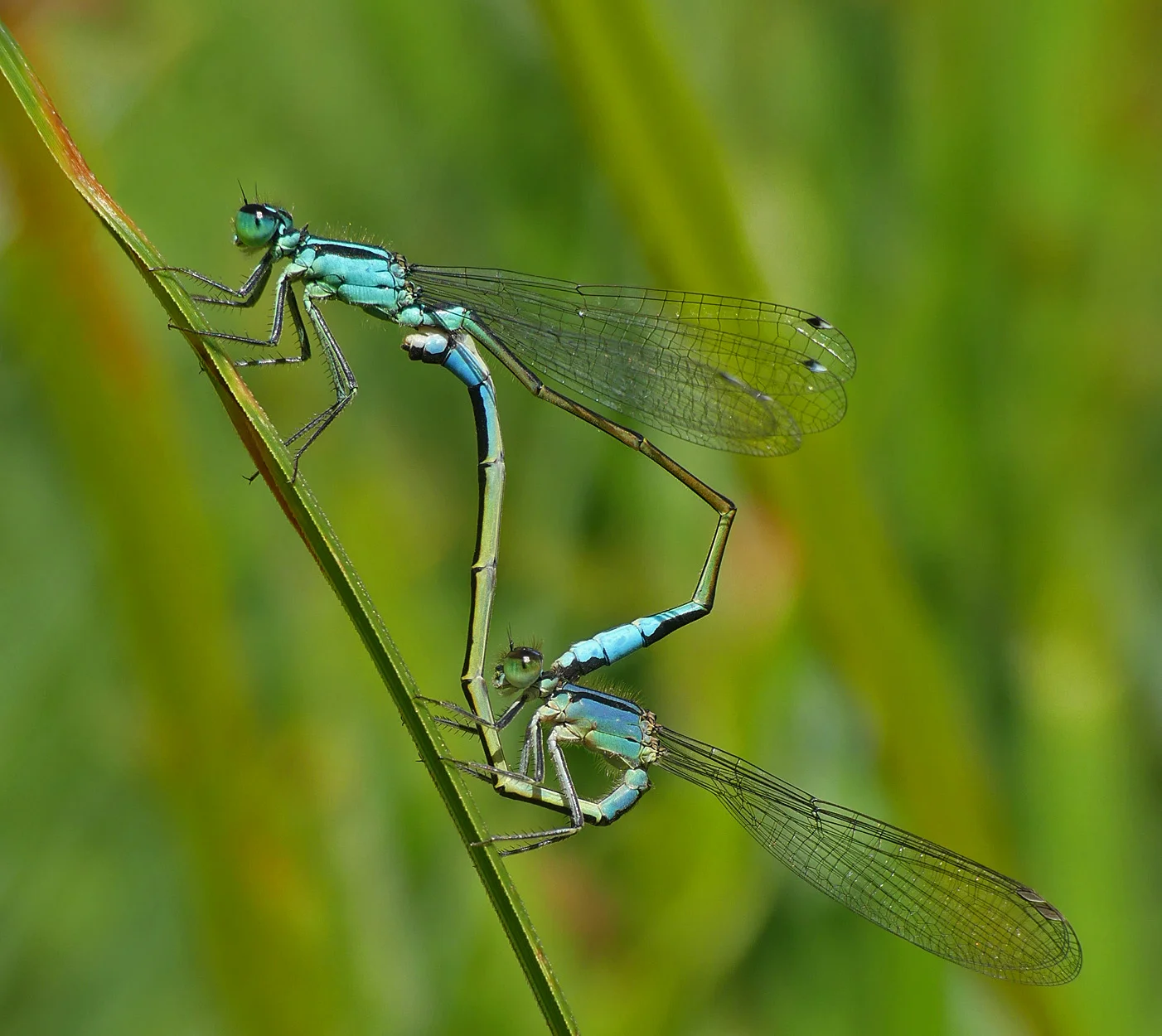 Blue-tailed Damselflies PSoifNT 13Jun17 a.jpg