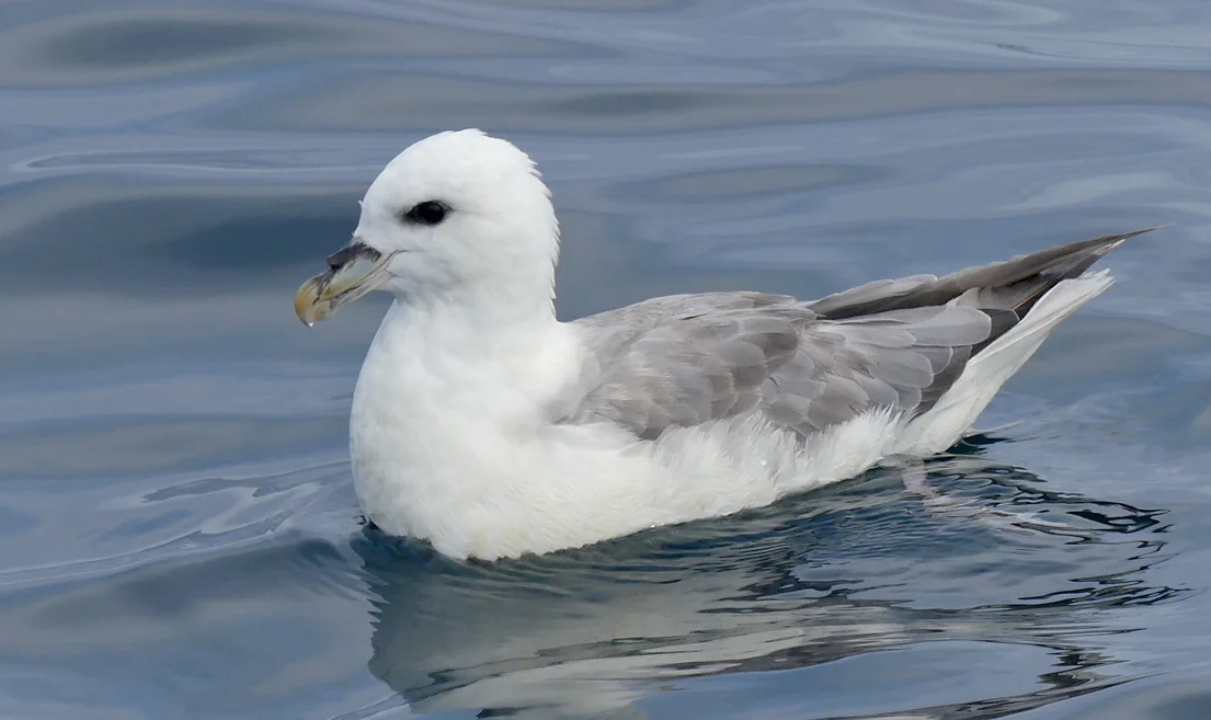 Fulmar pelagic 14Aug17 a.jpg