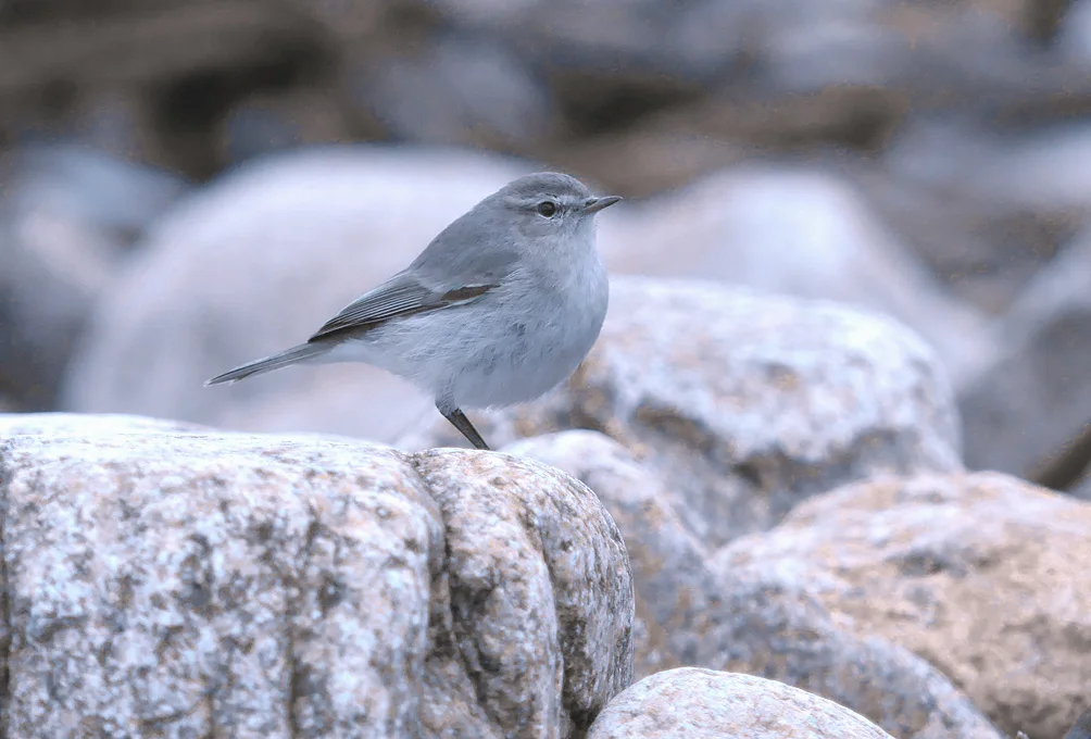 Siberian Chiffchaff - Vazon, 11 Jan 18