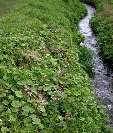 This stream at the Grande Mare is most probably the largest river in Guernsey!