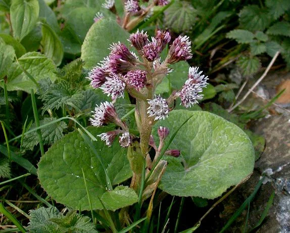 Along the stream bank were lots of Winter Heliotropes , one of the few plants that prefers to flower in the winter, and smells strongly of vanilla.