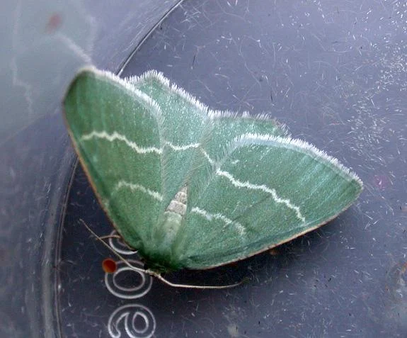 Southern Grass Emerald , Pleinmont, July 2010